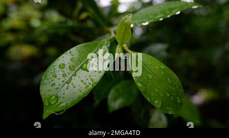 Vue fraîche de quelques feuilles humides d'Un arbre à cause de la pluie tombant Banque D'Images