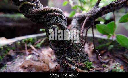 L'arbre de l'usine de Bonsai qui a été photographié ressemble à un pot avec des conditions humides Banque D'Images