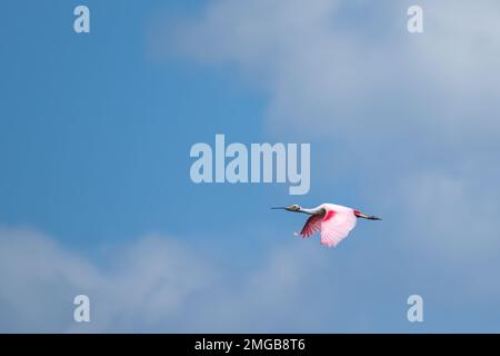 Roseate spoonbill en vol au-dessus de la Louisiane du Sud Banque D'Images