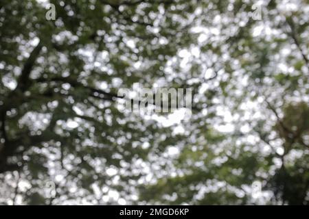 Photos non nettes et légèrement floues Banque D'Images