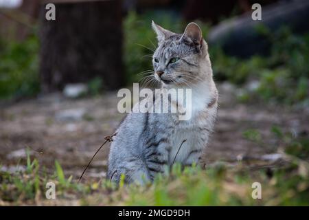 Petit chaton. Bébé chat jouant en plein air. Animaux de compagnie drôles vivant à la ferme en plein air. Adorable animal de compagnie jovial style de vie en été Banque D'Images