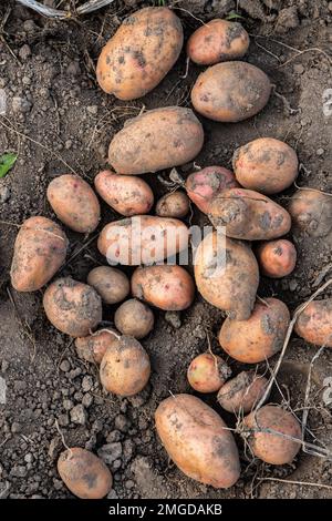 Pommes de terre fraîches extraites du jardin sur une ferme écologique. Vue de dessus. Banque D'Images