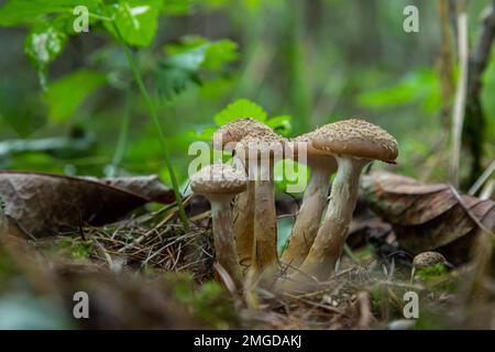 Groupe de champignons sauvages comestibles - miel agaric. Famille de champignons. Forêt de fées, la mousse douce. Banque D'Images