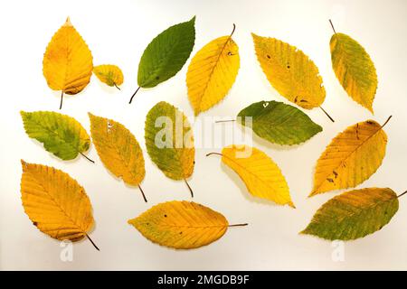 Collection de feuilles de charme jaune d'automne isolées sur fond blanc. Banque D'Images