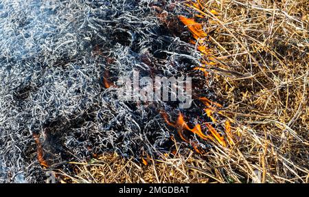 Le bruit de fond en gros plan du feu est en train de passer de la paille brûlée à la cendre noire et à la fumée. Banque D'Images