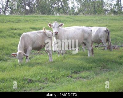 Pollution - ESU St. Louis Response - divers - 26-HK-255-66. Ouragan Katrina Banque D'Images
