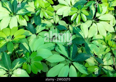 Schefflera Arboricola ou un arbre parapluie plante de belles feuilles variégées Banque D'Images