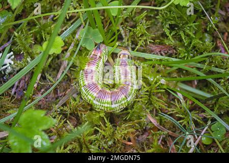 Un pinastri sphinx de caterpillar vit sur des pins et mange des aiguilles. Jeune caterpillar gros plan. Banque D'Images