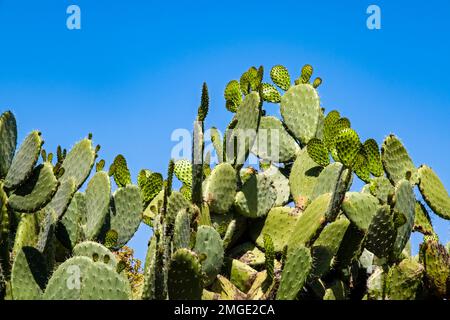 Un grand cactus de poire de Prickly, Opuntia tomentosa, qui pousse à la pointe la plus nord-ouest du Capo Milazzo. Banque D'Images