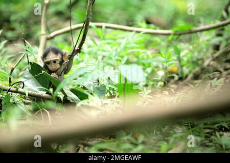 Un nourrisson de macaque à craché noir de Sulawesi (Macaca nigra) joue seul dans la réserve naturelle de Tangkoko, au nord de Sulawesi, en Indonésie. La période de sevrage d'un nourrisson macaque à crête—de 5 mois à 1 ans—est la première phase de vie où la mortalité infantile est la plus élevée. Les scientifiques primates du projet Macaca Nigra ont observé que 17 des 78 nourrissons (22%) ont disparu dans leur première année de vie. Huit de ces 17 corps morts de nourrissons ont été trouvés avec de grandes plaies perforantes. » Banque D'Images