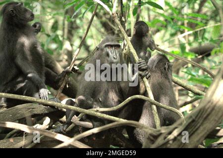 Un groupe de macaques à cragoût noir (Macaca nigra) de Sulawesi a une activité sociale dans la réserve naturelle de Tangkoko, au nord de Sulawesi, en Indonésie. Les effets du changement climatique sur les espèces endémiques peuvent être observés sur les changements de comportement et de disponibilité alimentaire, qui influent sur leur taux de survie. « Comme les humains, les primates surchauffent et se déshydratent par une activité physique continue par temps extrêmement chaud », selon un scientifique, Brogan M. Stewart, dans son rapport publié en 2021 sur la conversation. « Dans un avenir plus chaud, ils devraient s'ajuster, se reposer et rester à l'ombre pendant les périodes les plus chaudes de la Banque D'Images