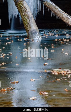 Deux troncs d'arbres remplissent les chutes de glace et s'étendent jusqu'à la piscine d'eau des chutes de Kaskaskia dans le canyon de Kaskaskia dans le parc national de Starved Rock, LaSalle Cty, I Banque D'Images