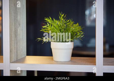 Pogonatherum paniceum dans un pot de fleurs sur une étagère à l'intérieur. Banque D'Images