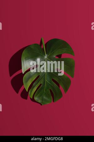 Feuilles de monstera deliciosa sur fond magenta, arrière-plan élégant, espace de copie, rendu 3D Banque D'Images