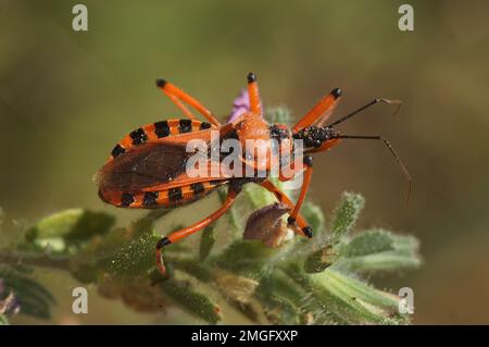 Un gros plan naturel sur un insecte rouge de la Méditerranée, Rhynocoris iracundus, assis dans la végétation Banque D'Images
