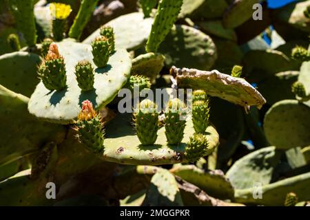 Un grand cactus de poire de Prickly, Opuntia tomentosa, qui pousse à la pointe de Capo Zafferano. Banque D'Images