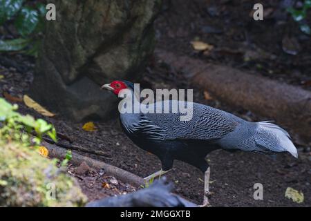 des oiseaux de forêt tropicale mignons et colorés perchés et se nourrissant sur le sol de la jungle Banque D'Images