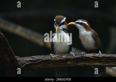 des oiseaux de forêt tropicale mignons et colorés perchés et se nourrissant sur le sol de la jungle Banque D'Images