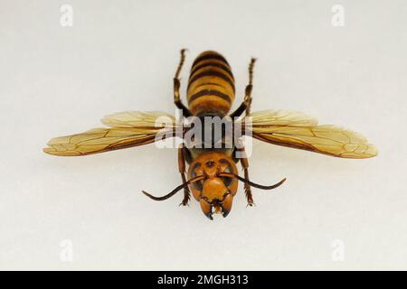 An Asian giant hornet from Japan is displayed at the Washington state Department of Agriculture, Monday, May 4, 2020, in Olympia, Wash. The insect, which has been found in Washington state, is the world's largest hornet, and has been dubbed the 'Murder Hornet' in reference to its appetite for honey bees, and a sting that can be fatal to some people. (AP Photo/Ted S. Warren)