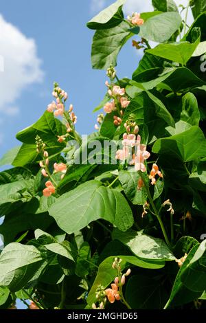 Phaseolus coccineus Celebration, Runner bean Celebration, grimpeur vivace aux fleurs rose saumon Banque D'Images