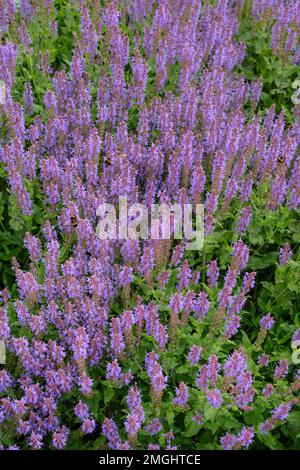 Sauge à bois Blauhügel, Salvia nemorosa Blauhugel, herbacée vivace, racames à pointes de petites fleurs bleu-violet profondes Banque D'Images