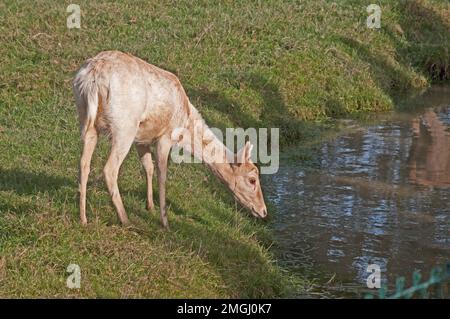 FLOW DEER Cervus Dama Fawn Banque D'Images
