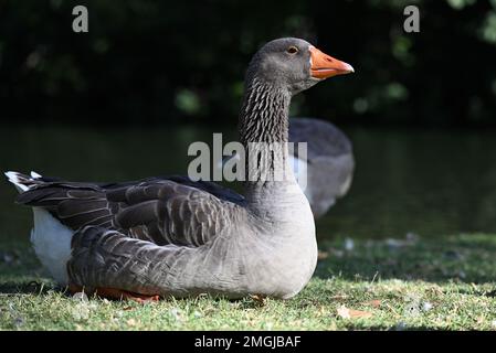 Bas plan du côté d'une oie domestique grise, comme l'oiseau repose sur l'herbe à côté d'un lac Banque D'Images