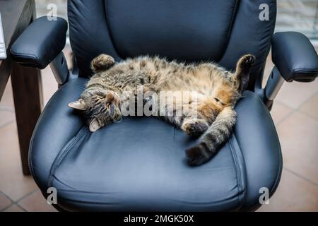 un tigre gris chat domestique est détendu sur un grand fauteuil de direction dans un bureau Banque D'Images