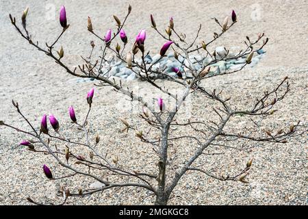 magnolia avec bourgeon non ouvert de fleurs de magnolia rose et bourgeons verts sur fond de pierre grise à l'extérieur du printemps et plantes en fleurs paysage gardeni Banque D'Images