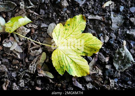 Feuille d'érable jaune vert sur fond marron. Feuillage en automne. Banque D'Images