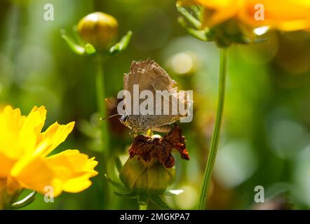 Purple hairstreak dans un environnement naturel. Gros plan sur les insectes. Favonius quercus. Papillon sur une fleur. Banque D'Images