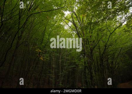 Forêt et grands arbres dans une vue sombre ou basse lumière. Photo d'arrière-plan de la nature. Concept zéro carbone. Banque D'Images