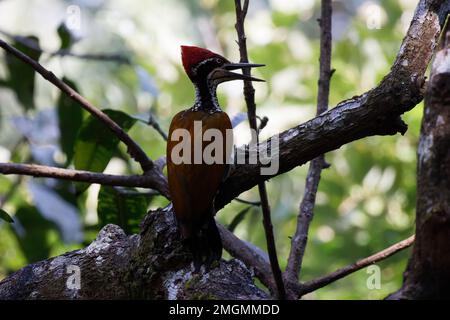 Pic de bois à dos de flamme perçant sur une branche d'arbre dans un habitat naturel gros plan d'un bel oiseau Banque D'Images