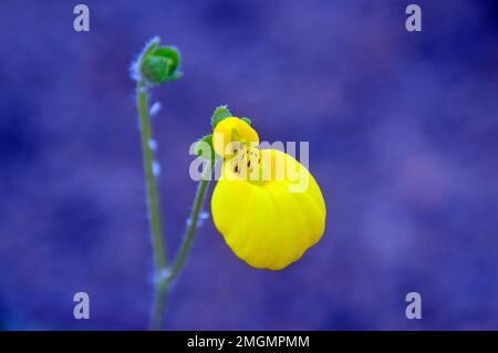 Fleur jaune de Calceolaria Biflora (Lady's Purse) cultivée dans la maison alpine à RHS Garden Harlow Carr, Harrogate, Yorkshire, Angleterre, Royaume-Uni. Banque D'Images