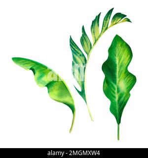 Le palmier laisse sur un arrière-plan isolé. Feuilles de palmier à banane. Les tropiques. Illustration aquarelle Banque D'Images