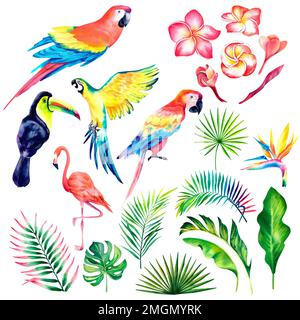 Un ensemble d'oiseaux tropicaux, monstère, branche de palmier, plumeria. Un ensemble tropical d'isolats. Oiseaux exotiques. Plantes tropicales. Illustration aquarelle Banque D'Images