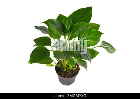 Maison tropicale 'Homalomena Rubescens Emerald Gem' sur fond blanc Banque D'Images