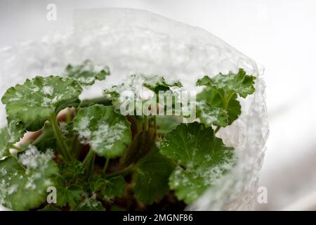 Flocons de neige sur les feuilles vertes, neige couvrait la terrasse, plante verte sur la neige Banque D'Images