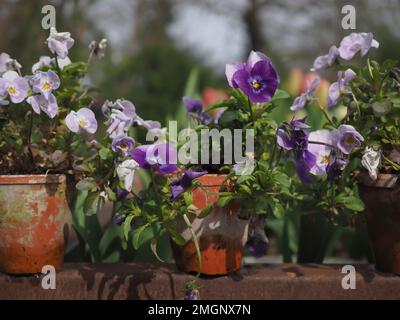 Viola cornuta lilas et violettes (violettes d'hiver / petites pansies fleuries) dans de petits pots de terre cuite rustiques Banque D'Images