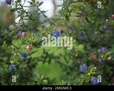 Gros plan d'un seul groupe de fleurs 'Puget Blue' Ceanothus impressus espacé par intermittence sur des branches aérées (faible profondeur de champ) en Angleterre Banque D'Images