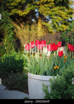 Gros plan des tulipes Tulipa 'Couveur Cardinal' dans une baignoire à roulettes dans un jardin britannique au printemps Banque D'Images