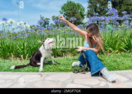 jeune femme latine vêtue de bleu, assise dans le parc, disant à son chien collie de la frontière de rester assis, jouant des tours dans le parc, avec des fleurs et l'arbre Banque D'Images