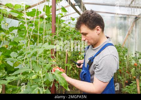 Vue d'une jeune femme séduisante de la récolte des légumes dans une serre Banque D'Images
