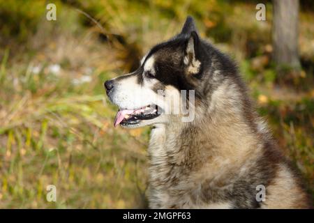 Alaska malamute dans la forêt d'automne Banque D'Images