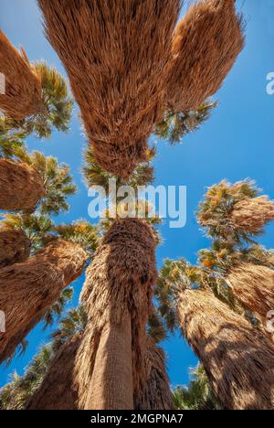 En regardant des jupes déchiquetés dans les palmiers du désert à Borrego Palm Canyon oasis, Anza Borrego Desert Park, Californie, États-Unis Banque D'Images