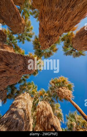 En regardant des jupes déchiquetés dans les palmiers du désert à Borrego Palm Canyon oasis, Anza Borrego Desert Park, Californie, États-Unis Banque D'Images