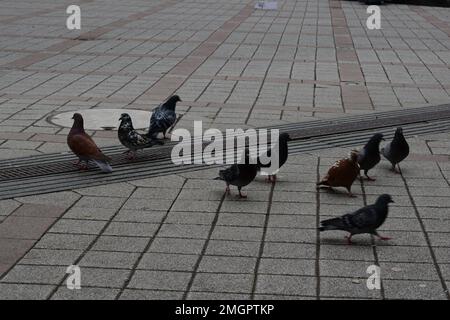 Pigeon marchant dans une rue Banque D'Images
