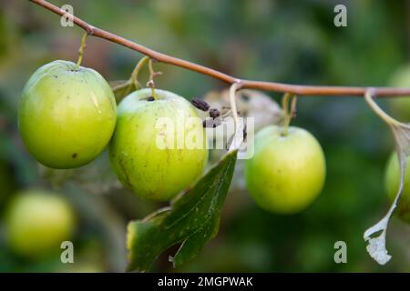 Fruits rouges jujujube ou pomme kul boroi sur les branches d'un arbre dans le jardin. Banque D'Images