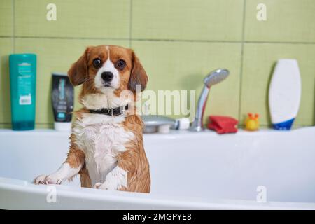 Un chien très mignon, un demi-race rouge avec blanc, prend un bain Banque D'Images