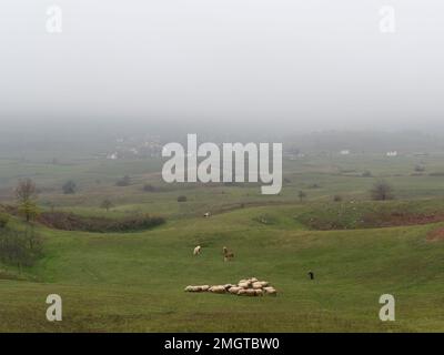 La vieille femme suit un troupeau de moutons à travers le pâturage dans le village de Kola sur la montagne Manjaca près de Banja Luka pendant la journée d'automne brumeux Banque D'Images